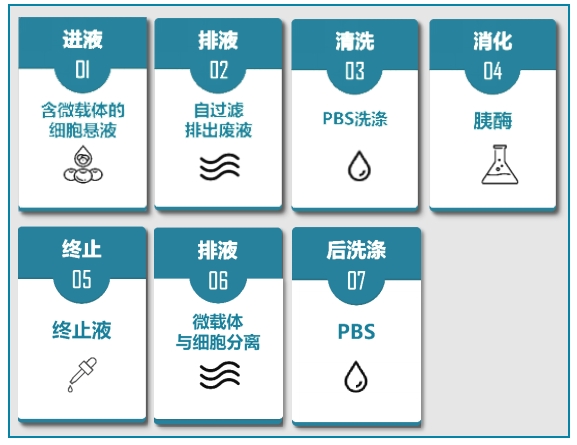 微载体消化分离袋操作步骤.png