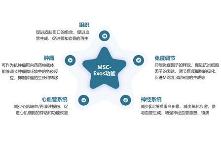 从实验室到规模化生产：MSC-Exo的产业化生产之路