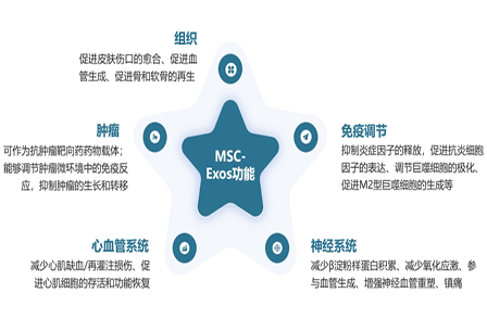 从实验室到规模化生产：MSC-Exo的产业化生产之路
